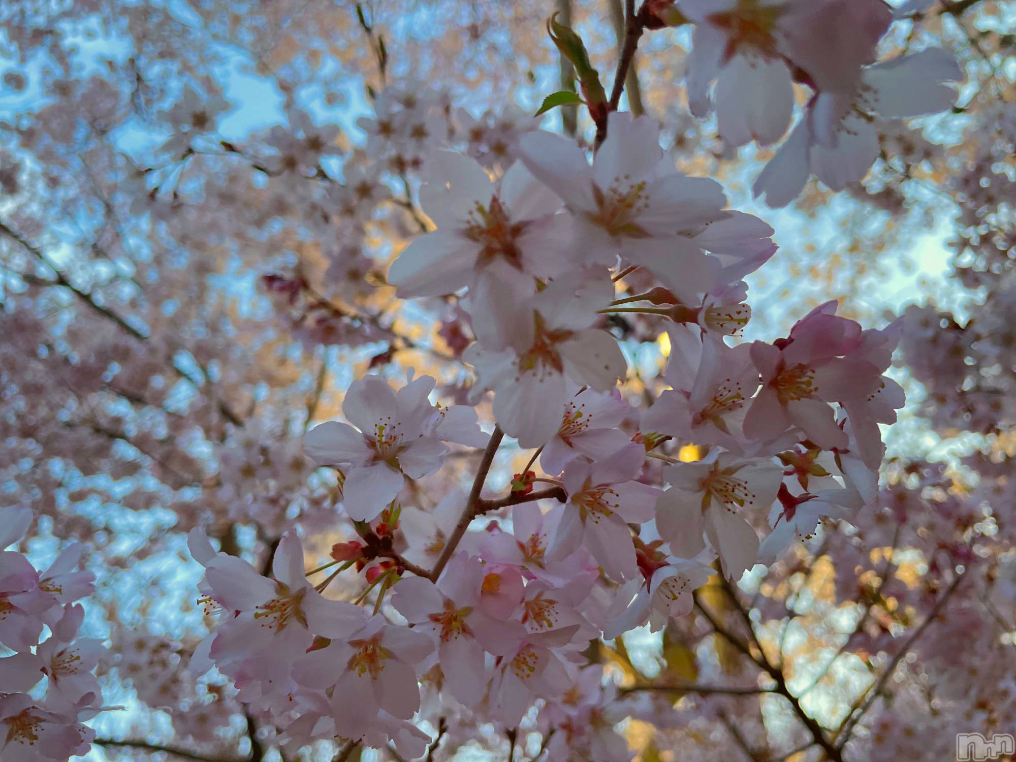 ��ˬ����Х��顦����֥���� �ץ���� ��ˬ(����� �ץ���� ����) ��2024ǯ3��22���̥�֥�����🌸🌸🌸��