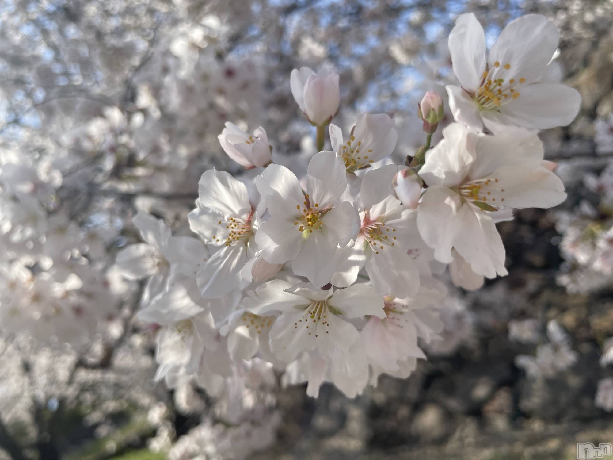 ��ˬ����Х��顦����֥���� �ץ���� ��ˬ(����� �ץ���� ����) ��2024ǯ3��29���̥�֥����ֶ�����~❕��