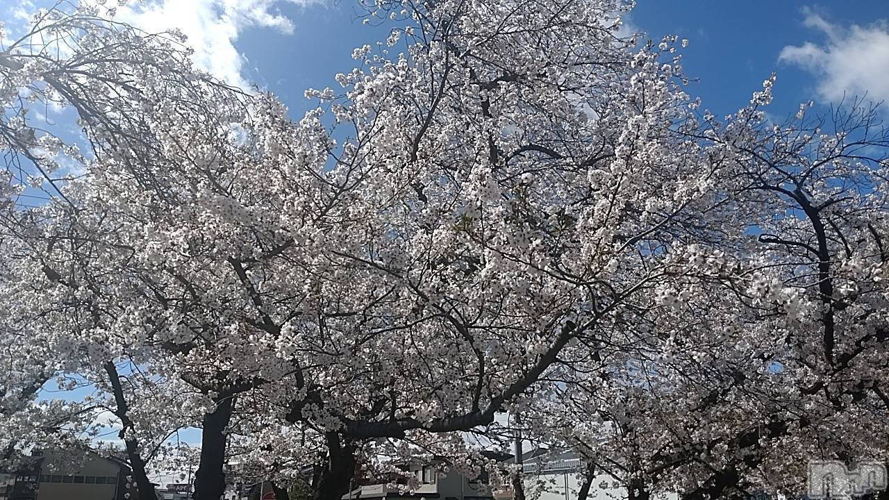 ��ˬ����Х��顦����֥���� �ץ���� ��ˬ(����� �ץ���� ����) ��2024ǯ4��10���̥�֥�����🌸🌸🌸��