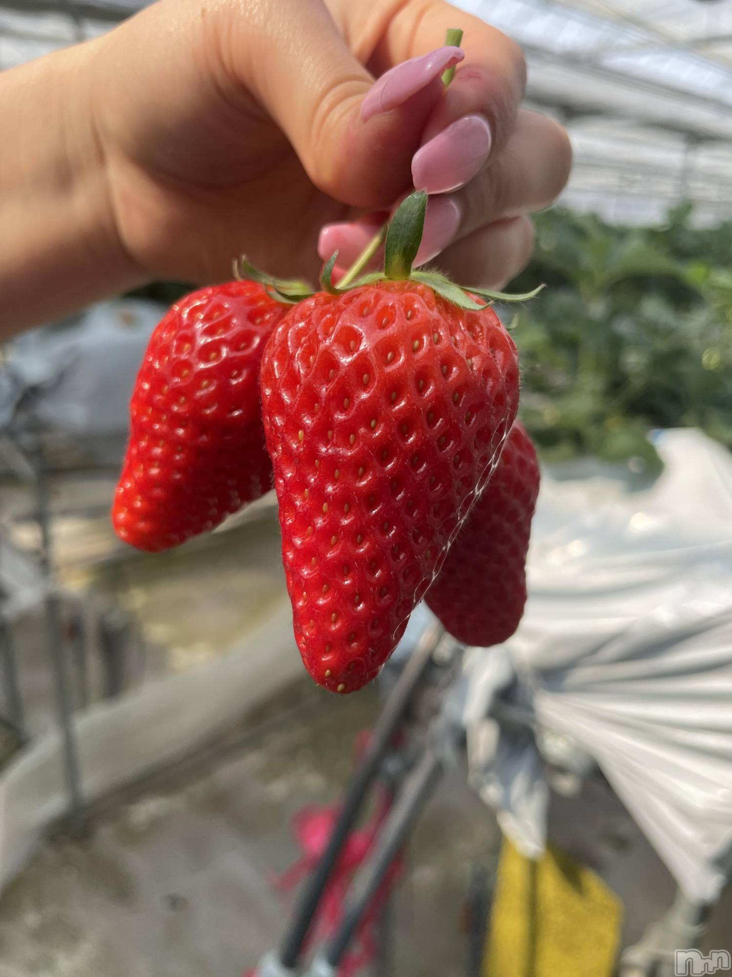 ��ˬ����Х��顦����֥���� �ץ���� ��ˬ(����� �ץ���� ����) ��2024ǯ4��20���̥�֥�������������