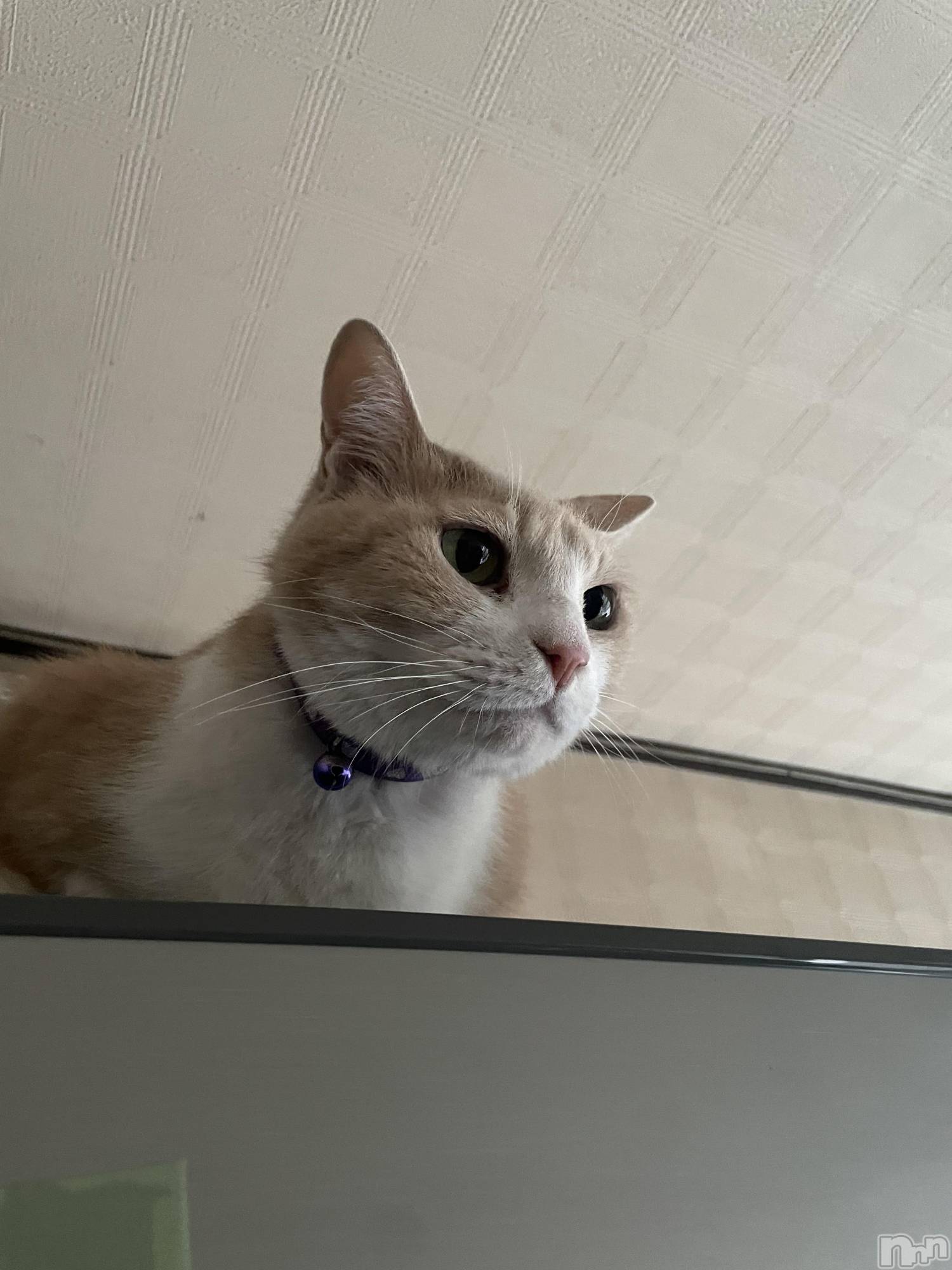 ��ˬ����Х��顦����֥���� �ץ���� ��ˬ(����� �ץ���� ����) ��2024ǯ6��19���̥�֥�����𝙒𝙚𝙙𝙣𝙚𝙨𝙙𝙖𝙮��