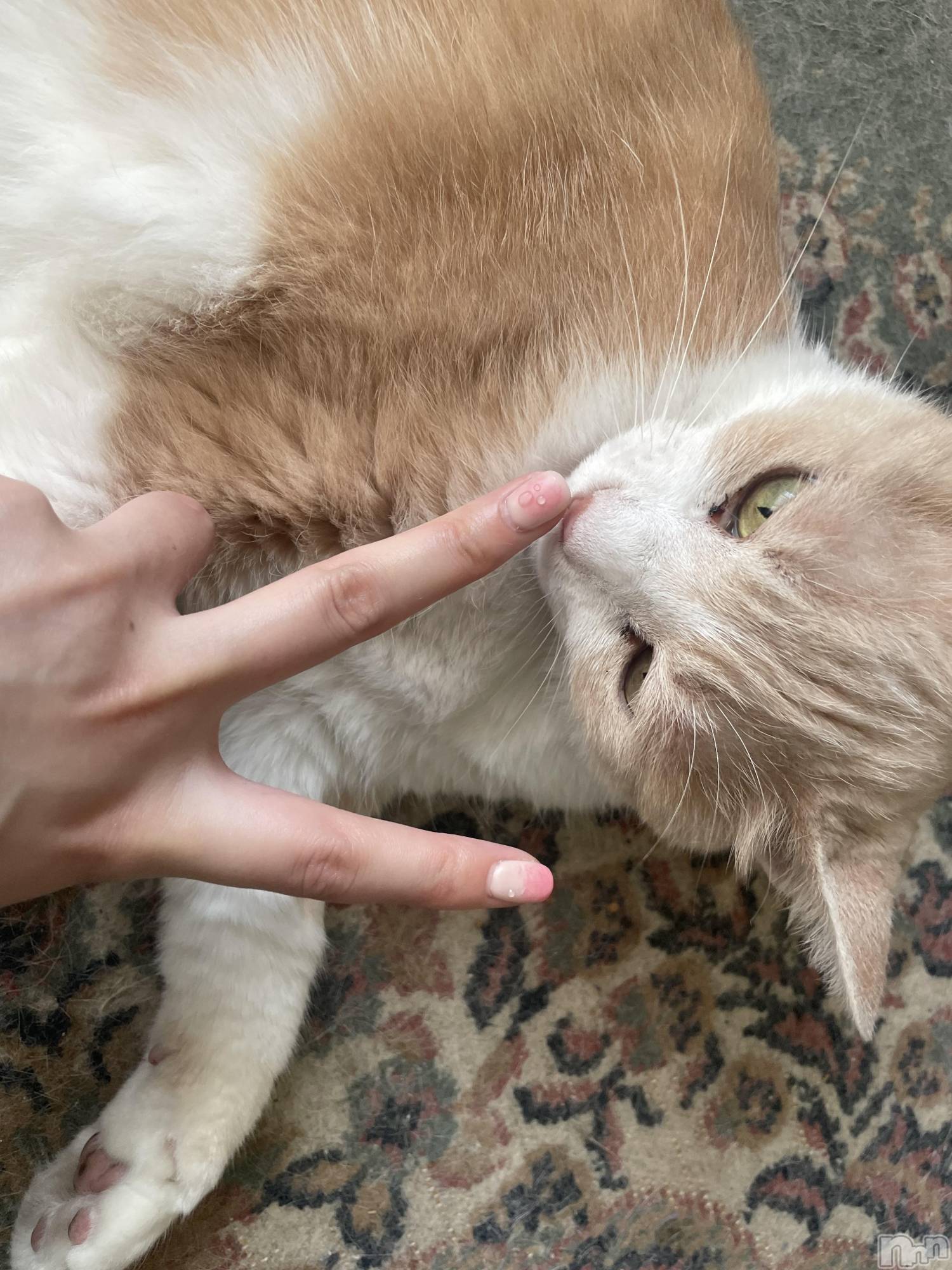 ��ˬ����Х��顦����֥���� �ץ���� ��ˬ(����� �ץ���� ����) ��2024ǯ7��13���̥�֥�����������~❕��