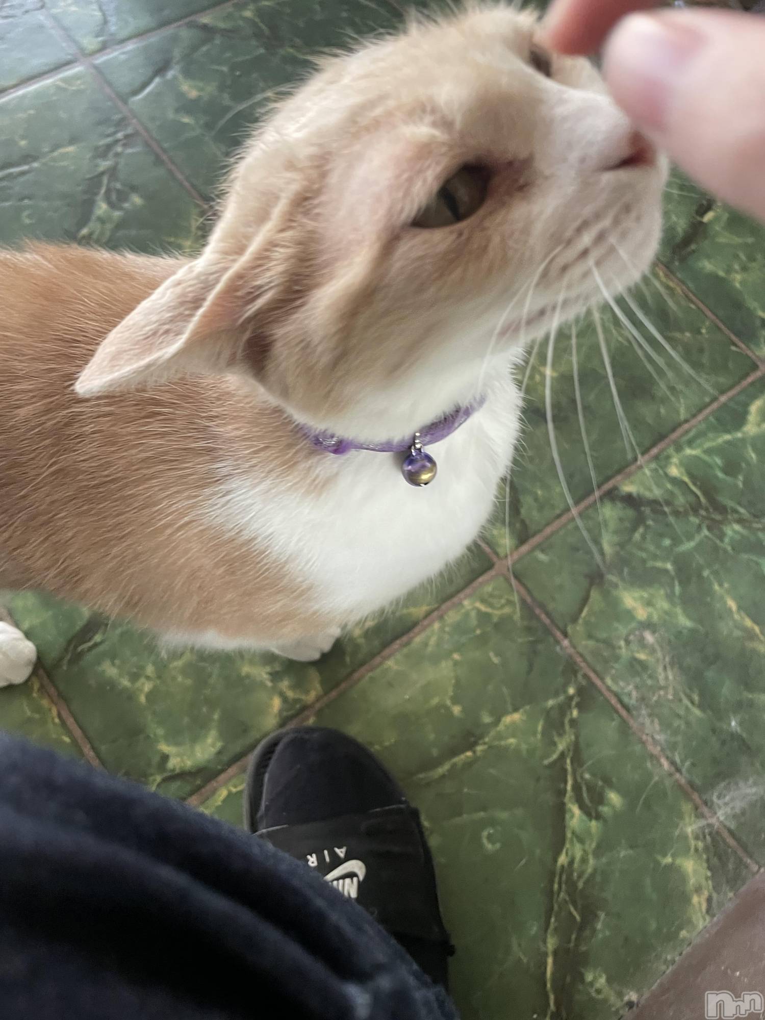 ��ˬ����Х��顦����֥���� �ץ���� ��ˬ(����� �ץ���� ����) ��2024ǯ11��15���̥�֥����ֶ�����~❕��