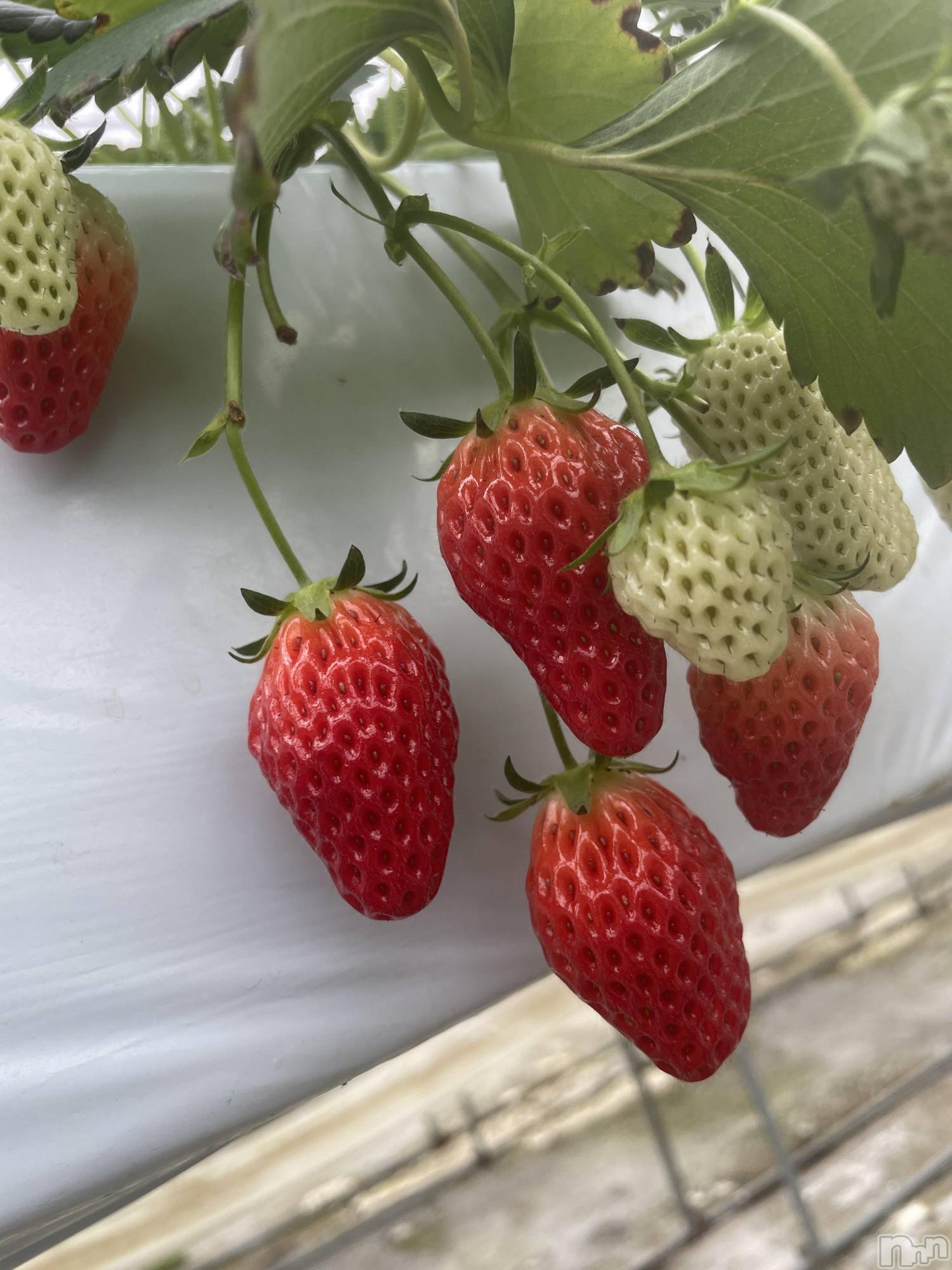 ��ˬ����Х��顦����֥���� �ץ���� ��ˬ(����� �ץ���� ����) ��2025ǯ3��15���̥�֥�������������