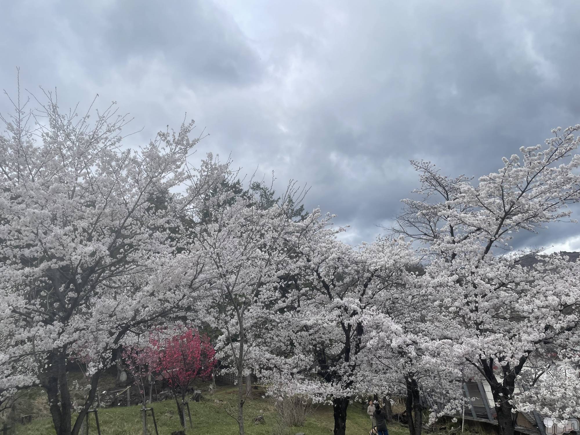 ��ˬ����Х��顦����֥���� �ץ���� ��ˬ(����� �ץ���� ����) ��2025ǯ4��4���̥�֥����ֶ�����~🌸��