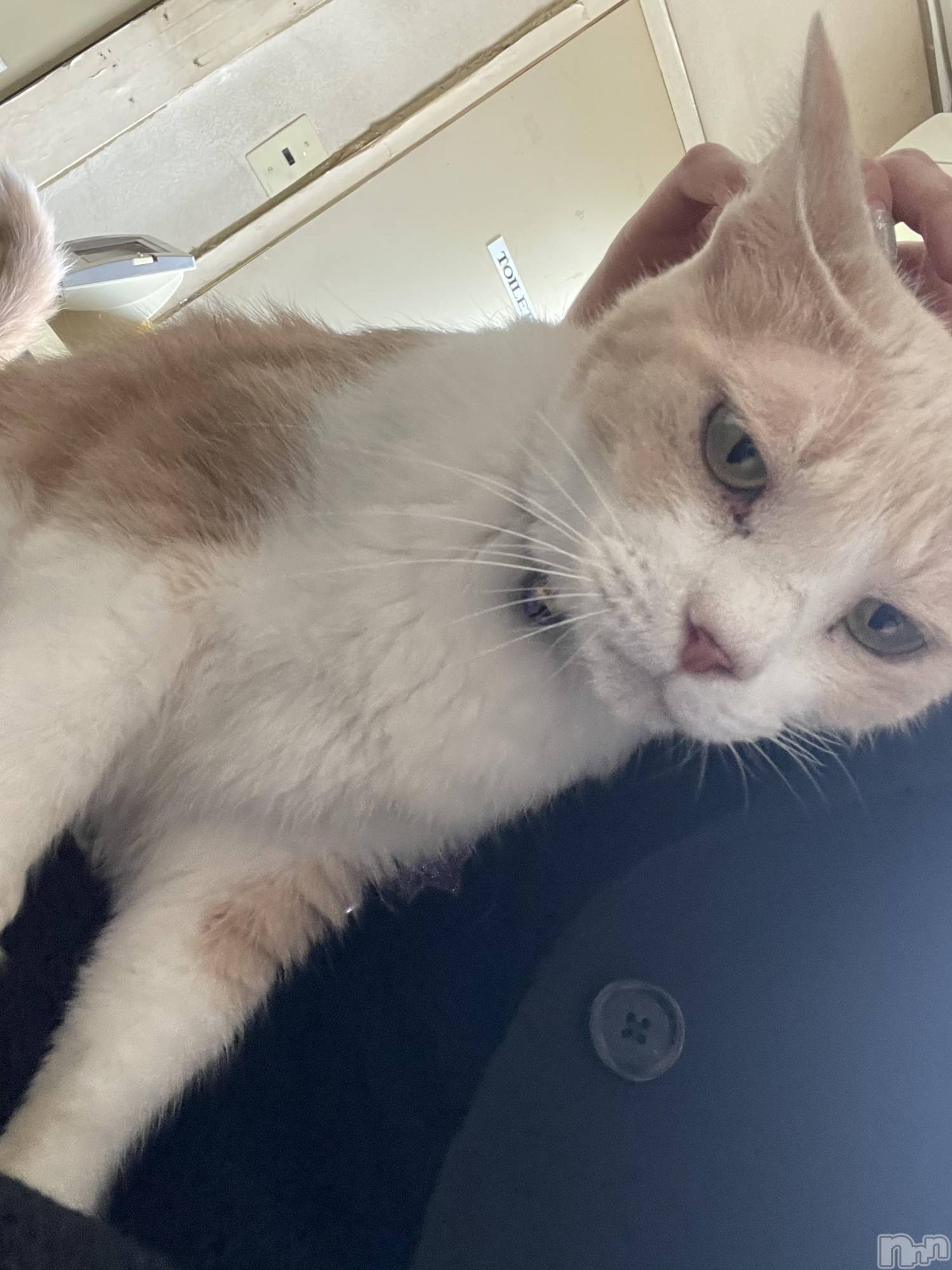 ��ˬ����Х��顦����֥���� �ץ���� ��ˬ(����� �ץ���� ����) ��2025ǯ8��30���̥�֥�����������~❕��