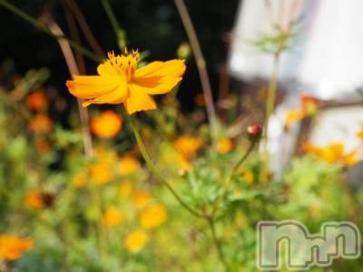 ��ˬ����Х��顦����֥���� �ץ���� ��ˬ(����� �ץ���� ����) ���� ���ޤ�12��19���̥�֥�����������~❕❕��