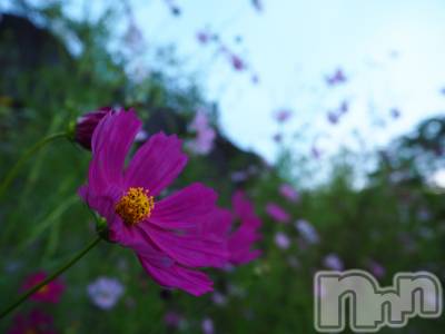 ��ˬ����Х��顦����֥���� �ץ���� ��ˬ(����� �ץ���� ����) ���� ���ޤ�2��4���̥�֥�����������~❕❕��