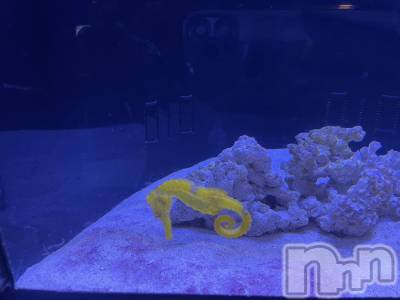 ��ˬ����Х��顦����֥���� �ץ���� ��ˬ(����� �ץ���� ����) ���� ���ޤ�9��26���̥�֥����ֲ�����~❕��