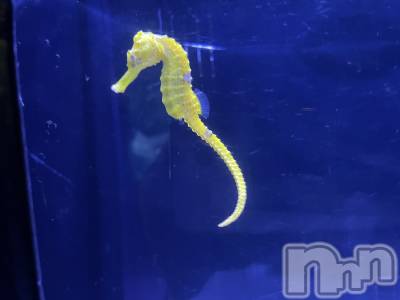 ��ˬ����Х��顦����֥���� �ץ���� ��ˬ(����� �ץ���� ����) ���� ���ޤ�12��8���̥�֥����ֶ�����~❕��