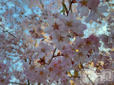 ��ˬ����Х��顦����֥���� �ץ���� ��ˬ(����� �ץ���� ����) ���� ���ޤ�3��22���̥�֥�����🌸🌸🌸��