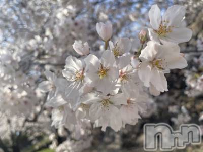 ��ˬ����Х��顦����֥���� �ץ���� ��ˬ(����� �ץ���� ����) ���� ���ޤ�3��29���̥�֥����ֶ�����~❕��