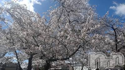 ��ˬ����Х��顦����֥���� �ץ���� ��ˬ(����� �ץ���� ����) ���� ���ޤ�4��10���̥�֥�����🌸🌸🌸��