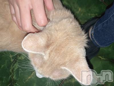 ��ˬ����Х��顦����֥���� �ץ���� ��ˬ(����� �ץ���� ����) ���� ���ޤ�11��7���̥�֥��������ٴ���❕��