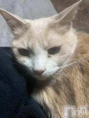 ��ˬ����Х��顦����֥���� �ץ���� ��ˬ(����� �ץ���� ����) ���� ���ޤ�12��30���̥�֥�����ǯ��饹��❕��