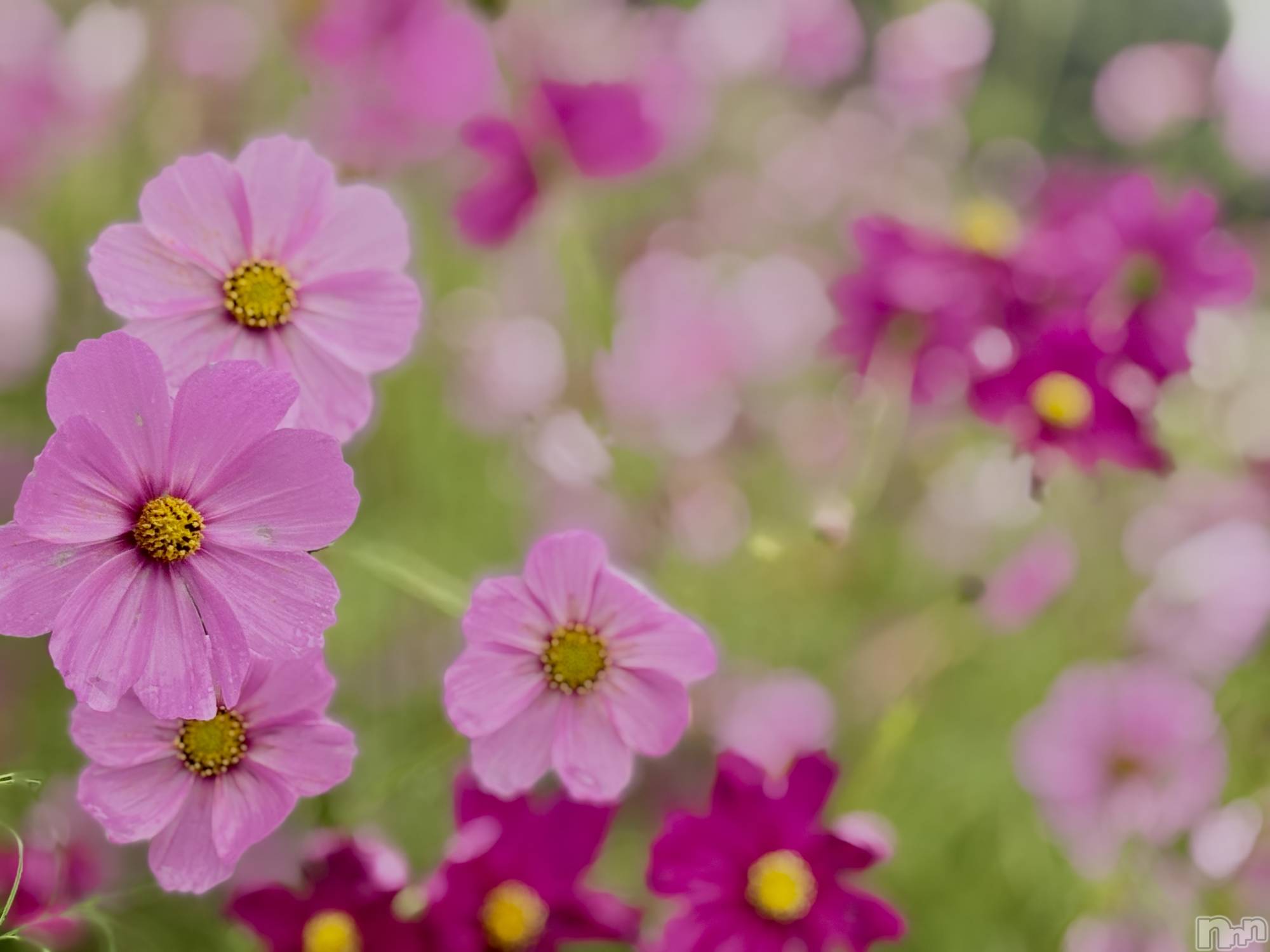 長岡デリヘルBIANCA～主人の知らない私～長岡店(ビアンカナガオカテン)南野　ゆあん(34)の2025年10月20日写メブログ「気づけば１週間…😊」