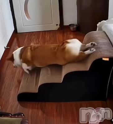 長岡デリヘル BIANCA～主人の知らない私～長岡店(ビアンカナガオカテン) 南野　ゆあん(34)の11月12日写メブログ「休みの次の日のあたしみたい😝」