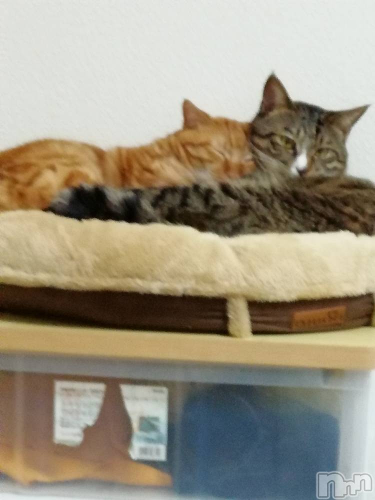 上越デリヘル上越最安値！奥様Deli急便(ジョウエツサイヤスネ！オクサマデリキュウビン) 熟女エロパワー全開　あきほ(54)の12月7日写メブログ「こんにちは✿」