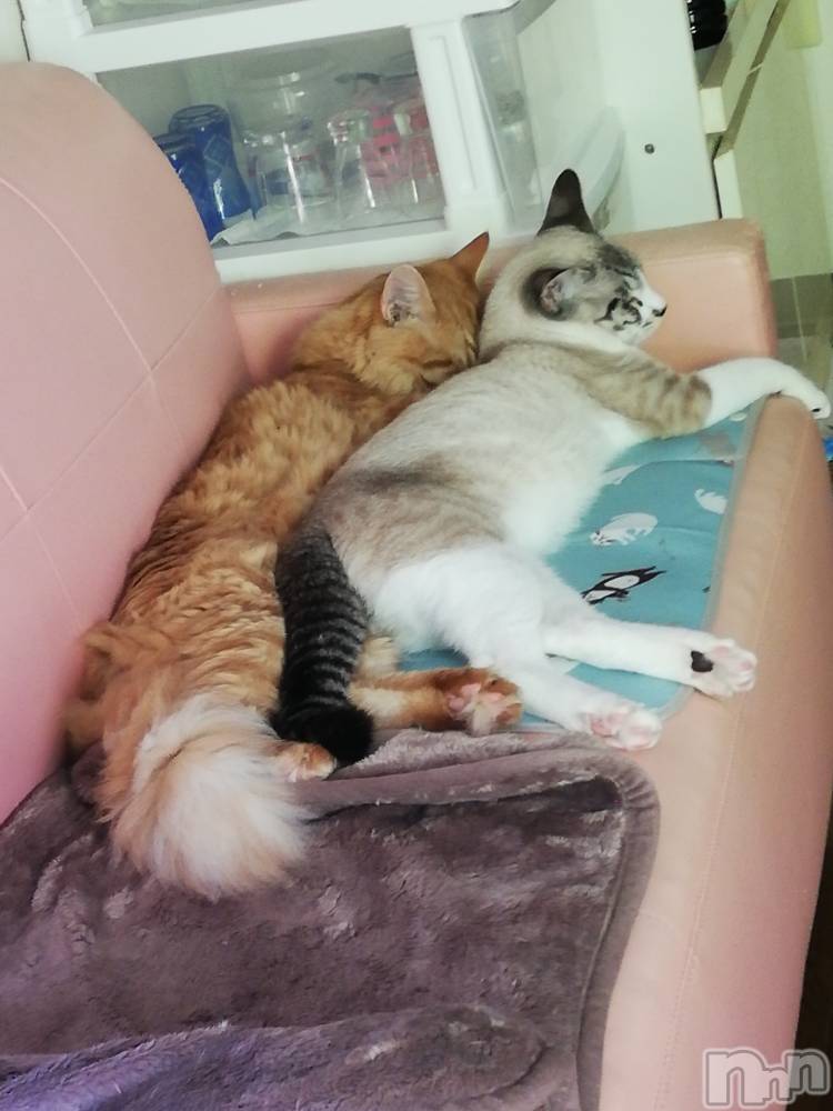 上越デリヘル上越最安値！奥様Deli急便(ジョウエツサイヤスネ！オクサマデリキュウビン) 熟女エロパワー全開　あきほ(54)の6月22日写メブログ「毎日暑い中お疲れ様😌💓」