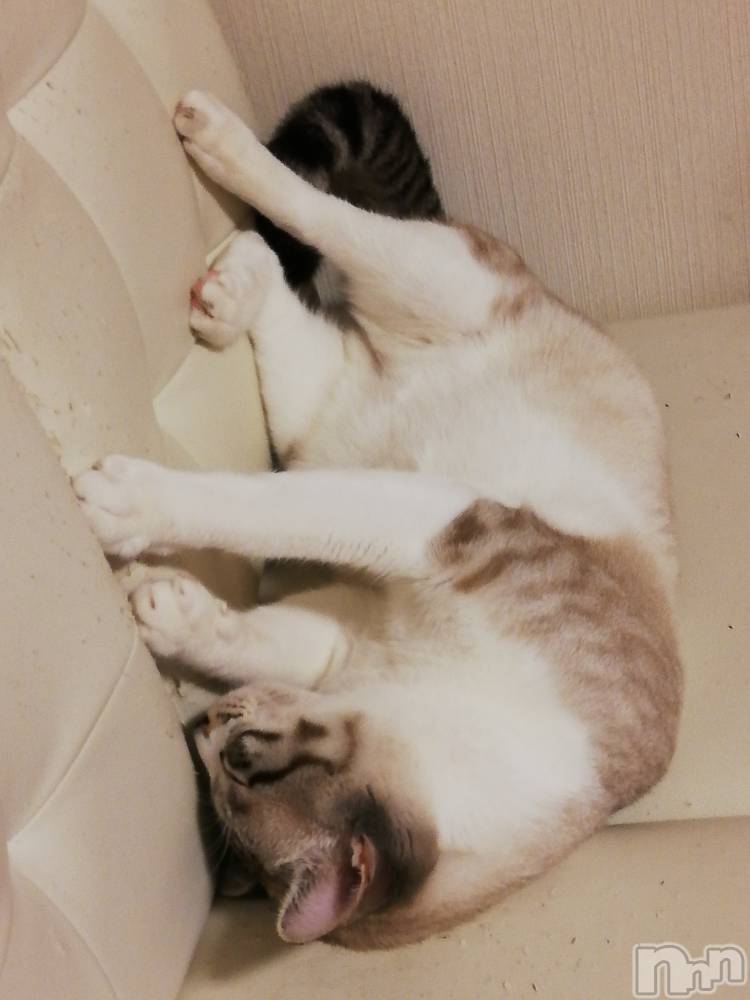 上越デリヘル上越最安値！奥様Deli急便(ジョウエツサイヤスネ！オクサマデリキュウビン) 熟女エロパワー全開　あきほ(54)の8月11日写メブログ「おはようございます。宜しくね♡」