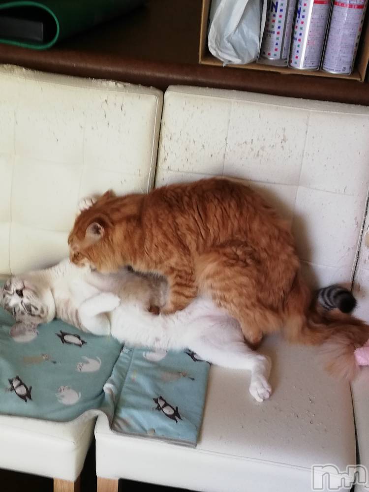 上越デリヘル上越最安値！奥様Deli急便(ジョウエツサイヤスネ！オクサマデリキュウビン) 熟女エロパワー全開　あきほ(54)の8月11日写メブログ「オス同士笑」