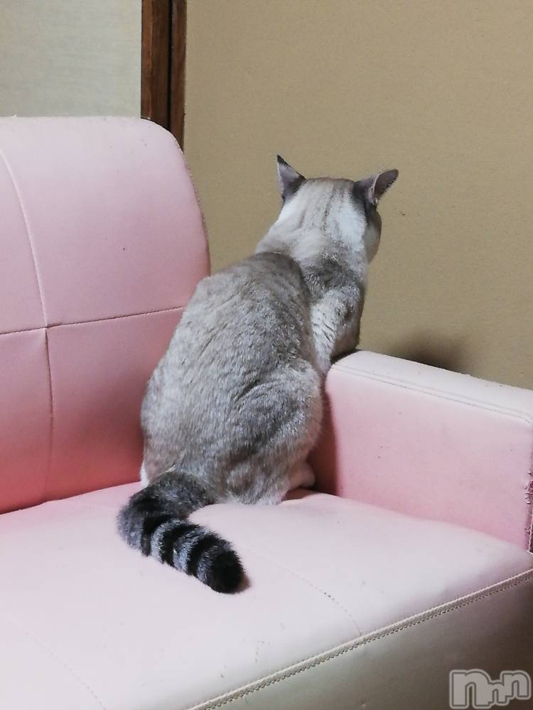 上越デリヘル上越最安値！奥様Deli急便(ジョウエツサイヤスネ！オクサマデリキュウビン) 熟女エロパワー全開　あきほ(54)の9月27日写メブログ「今日は急遽、出勤します☺️」