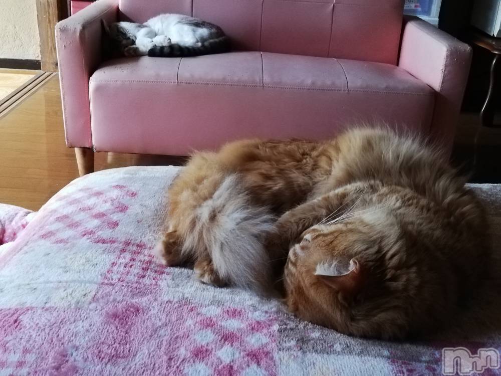 上越デリヘル上越最安値！奥様Deli急便(ジョウエツサイヤスネ！オクサマデリキュウビン) 熟女エロパワー全開　あきほ(54)の10月10日写メブログ「12時からのご予約ありがとうございます❤️」