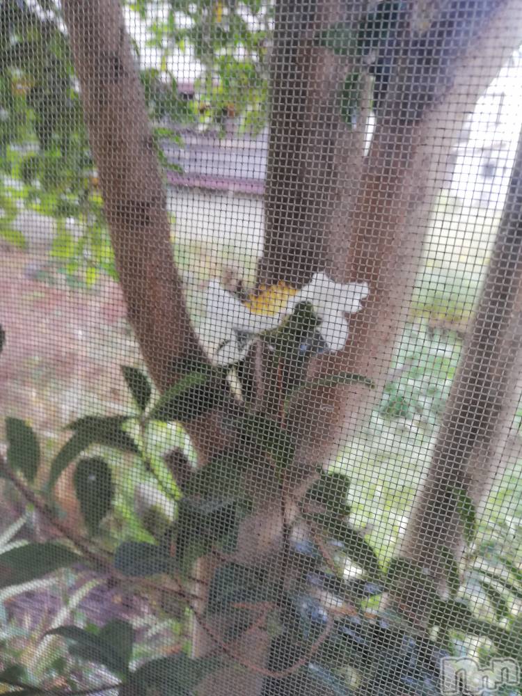 上越デリヘル上越最安値！奥様Deli急便(ジョウエツサイヤスネ！オクサマデリキュウビン) 熟女エロパワー全開　あきほ(54)の11月5日写メブログ「庭に……」