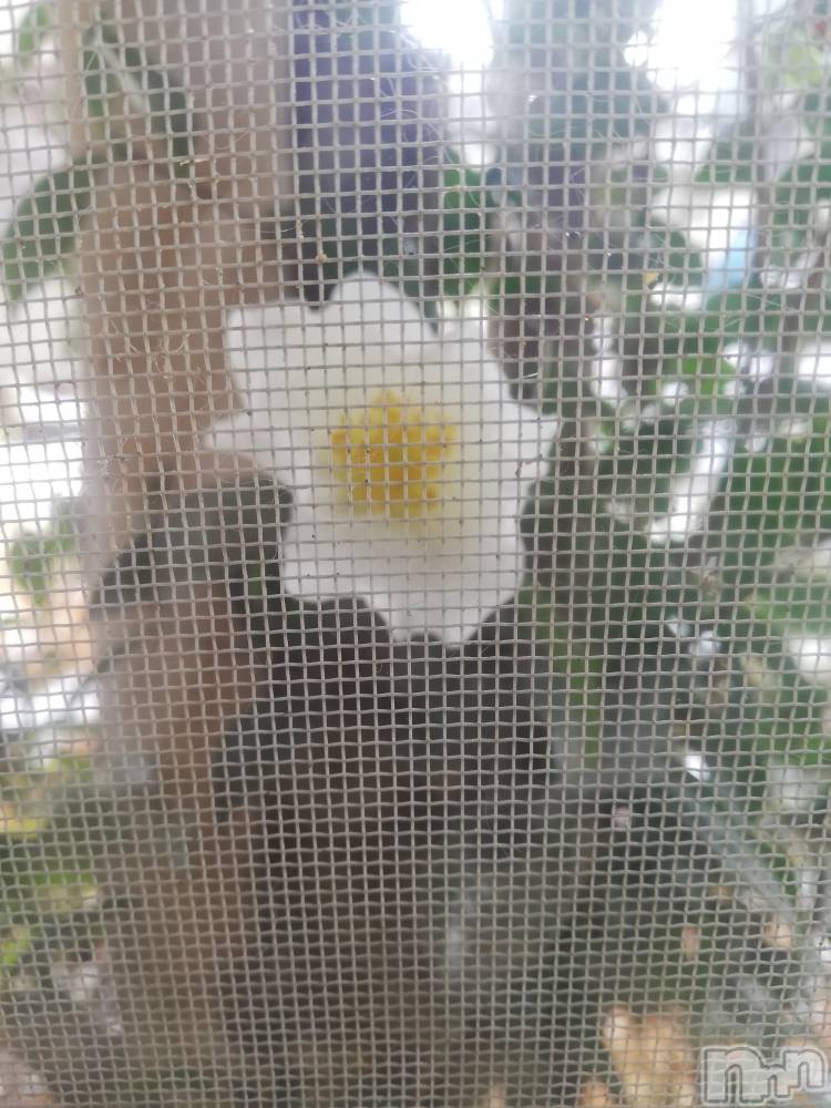 上越デリヘル上越最安値！奥様Deli急便(ジョウエツサイヤスネ！オクサマデリキュウビン) 熟女エロパワー全開　あきほ(54)の12月21日写メブログ「時間変更なので間違わない様に🙏」