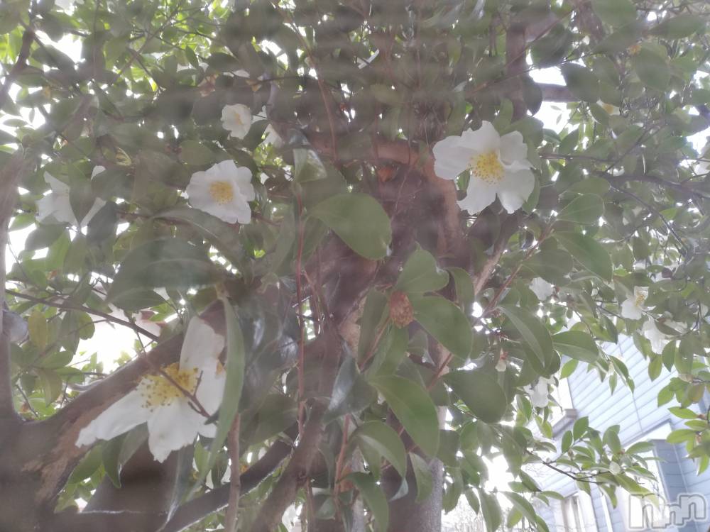 上越デリヘル上越最安値！奥様Deli急便(ジョウエツサイヤスネ！オクサマデリキュウビン) 熟女エロパワー全開　あきほ(54)の12月21日写メブログ「熟女が癒します(*^^*)」