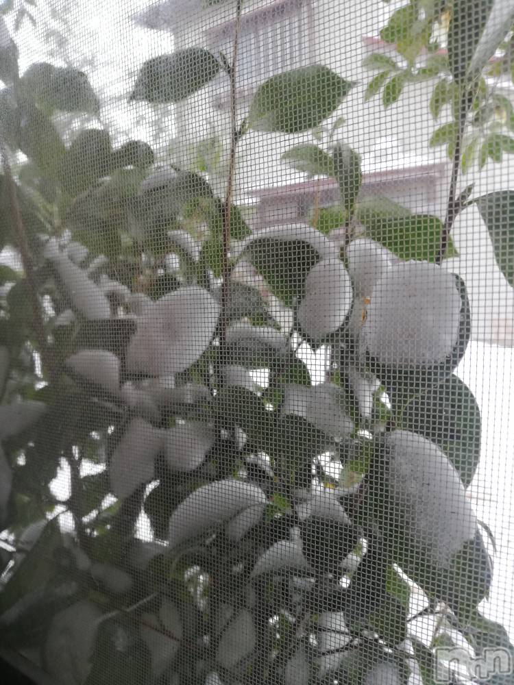 上越デリヘル上越最安値！奥様Deli急便(ジョウエツサイヤスネ！オクサマデリキュウビン) 熟女エロパワー全開　あきほ(54)の1月25日写メブログ「葉っぱに🌨️」