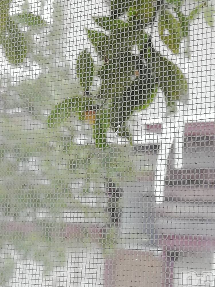 上越デリヘル上越最安値！奥様Deli急便(ジョウエツサイヤスネ！オクサマデリキュウビン) 熟女エロパワー全開　あきほ(54)の1月26日写メブログ「後ろから前から😁食べたいな🍌🍌🍌🍌🍌」