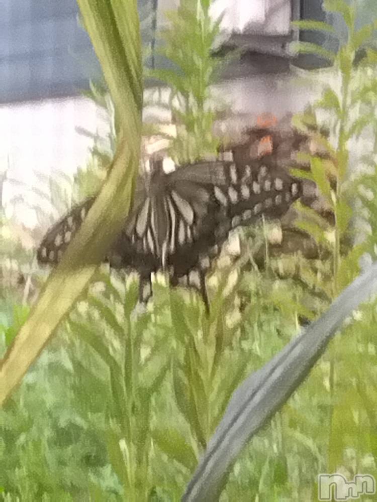 上越デリヘル上越最安値！奥様Deli急便(ジョウエツサイヤスネ！オクサマデリキュウビン) 熟女エロパワー全開　あきほ(54)の6月6日写メブログ「久しぶりの出勤です♪」