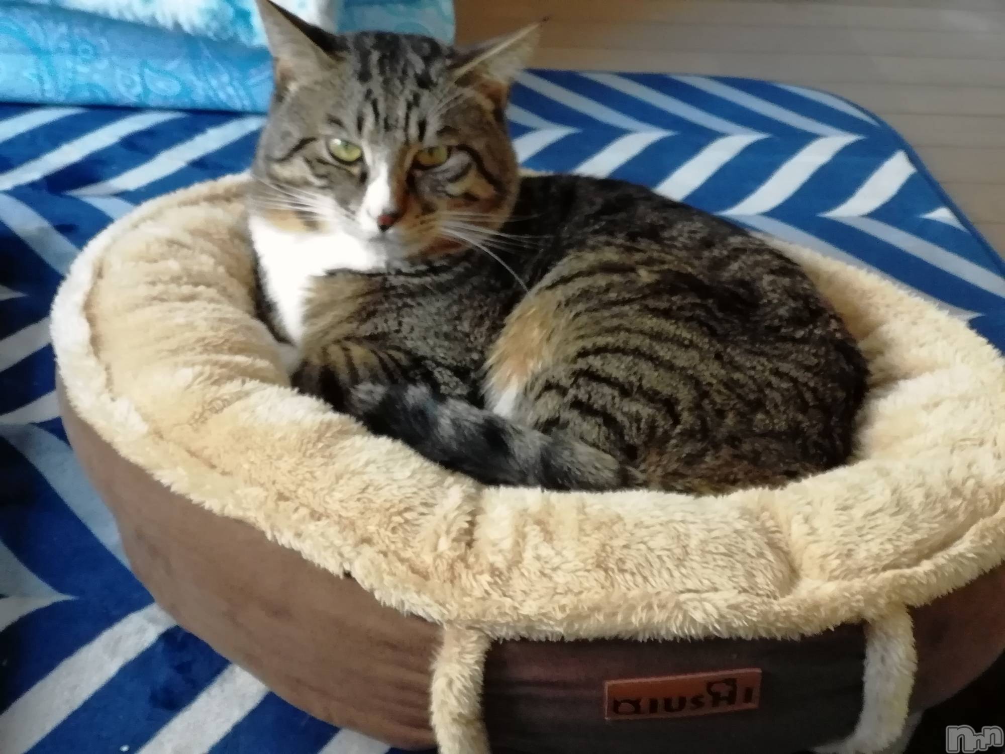 上越デリヘル上越最安値！奥様Deli急便(ジョウエツサイヤスネ！オクサマデリキュウビン)熟女エロパワー全開　あきほ(54)の2020年12月5日写メブログ「今日も1日宜しくお願いします。」