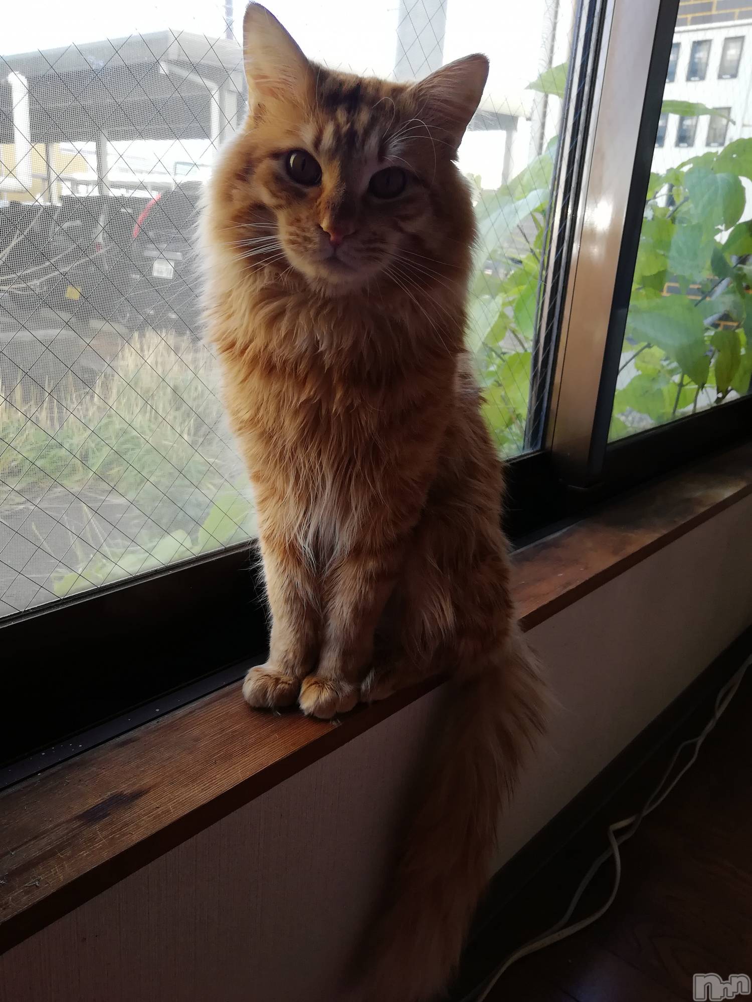 上越デリヘル上越最安値！奥様Deli急便(ジョウエツサイヤスネ！オクサマデリキュウビン)熟女エロパワー全開　あきほ(54)の2020年12月6日写メブログ「おはよう♡今日もお願いします。」