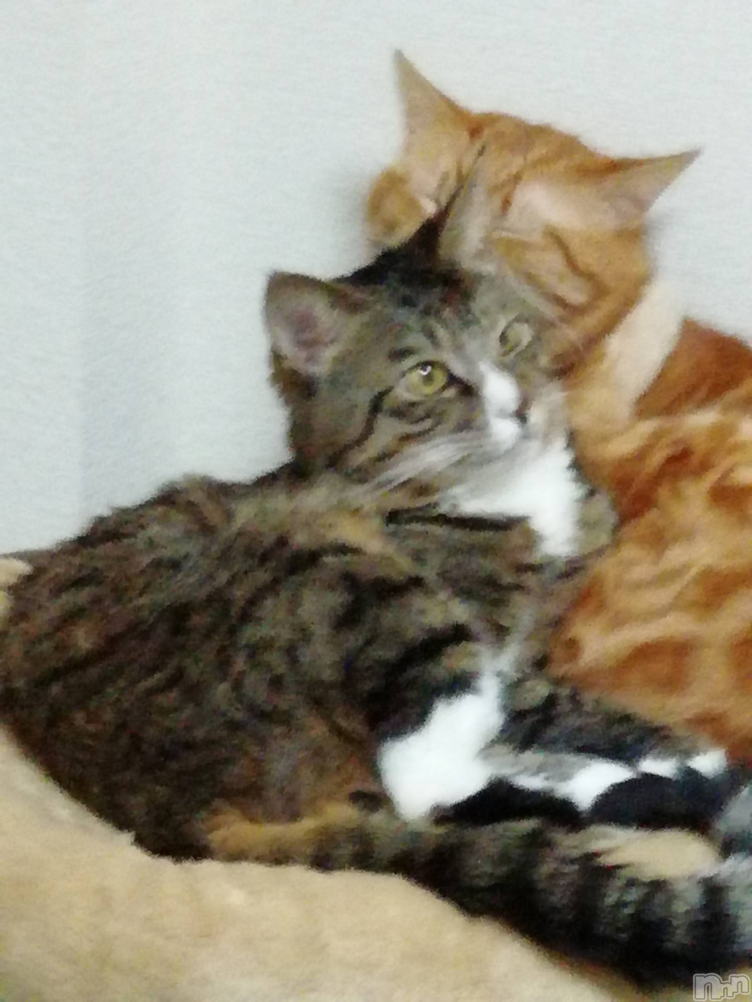 上越デリヘル上越最安値！奥様Deli急便(ジョウエツサイヤスネ！オクサマデリキュウビン)熟女エロパワー全開　あきほ(54)の2021年1月6日写メブログ「寒いね！」