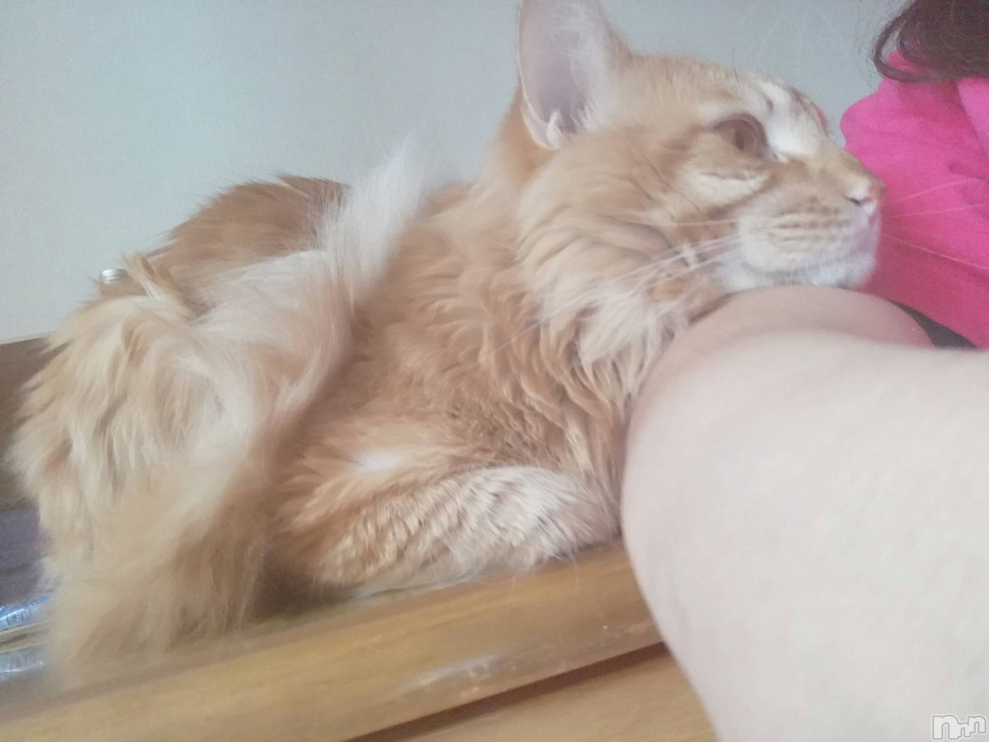 上越デリヘル上越最安値！奥様Deli急便(ジョウエツサイヤスネ！オクサマデリキュウビン)熟女エロパワー全開　あきほ(54)の2022年4月14日写メブログ「あきほとラブラブしよ♡♡♡♡♡」