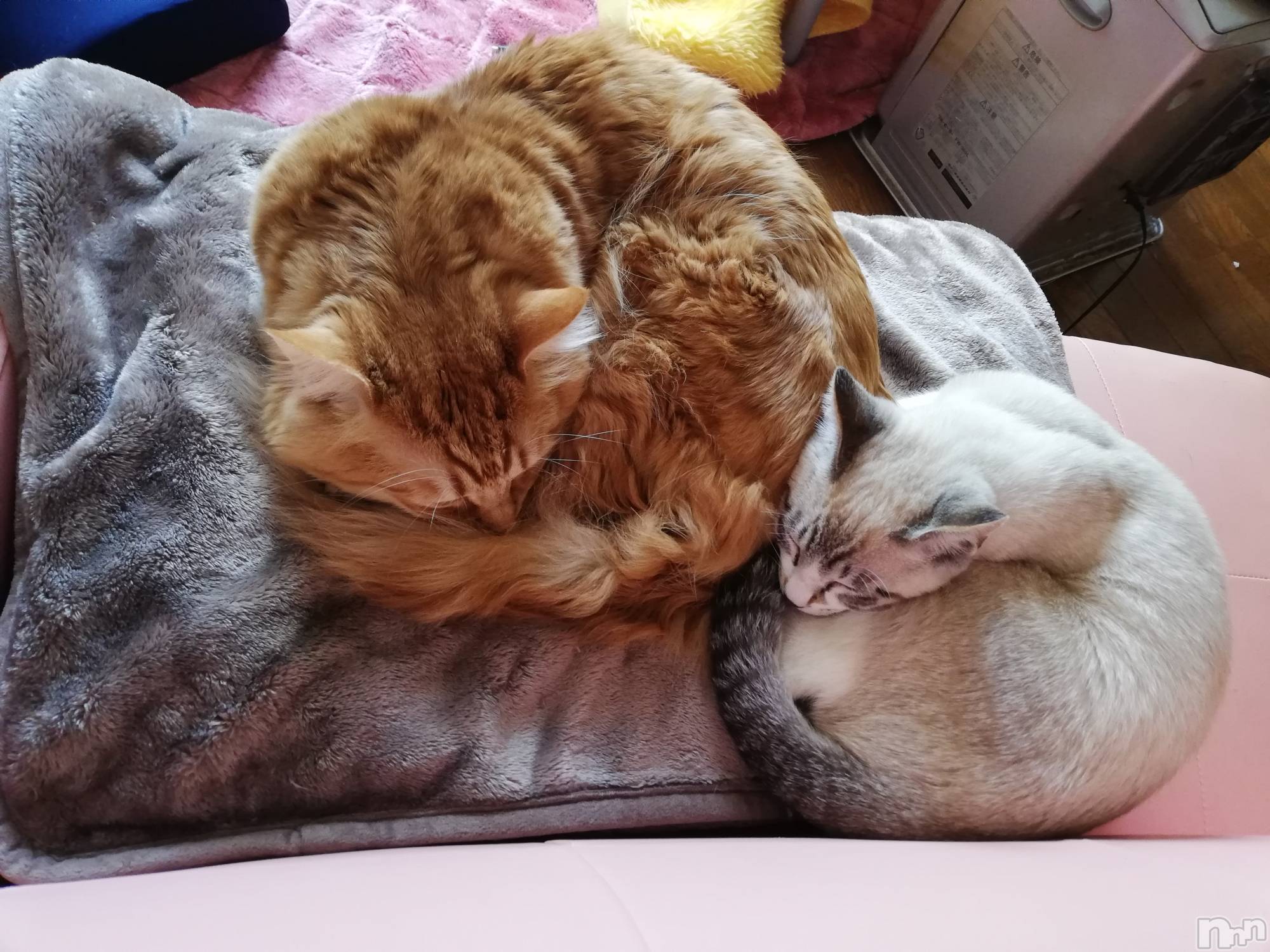 上越デリヘル上越最安値！奥様Deli急便(ジョウエツサイヤスネ！オクサマデリキュウビン)熟女エロパワー全開　あきほ(54)の2022年4月18日写メブログ「可愛い熟女と遊びませんか」