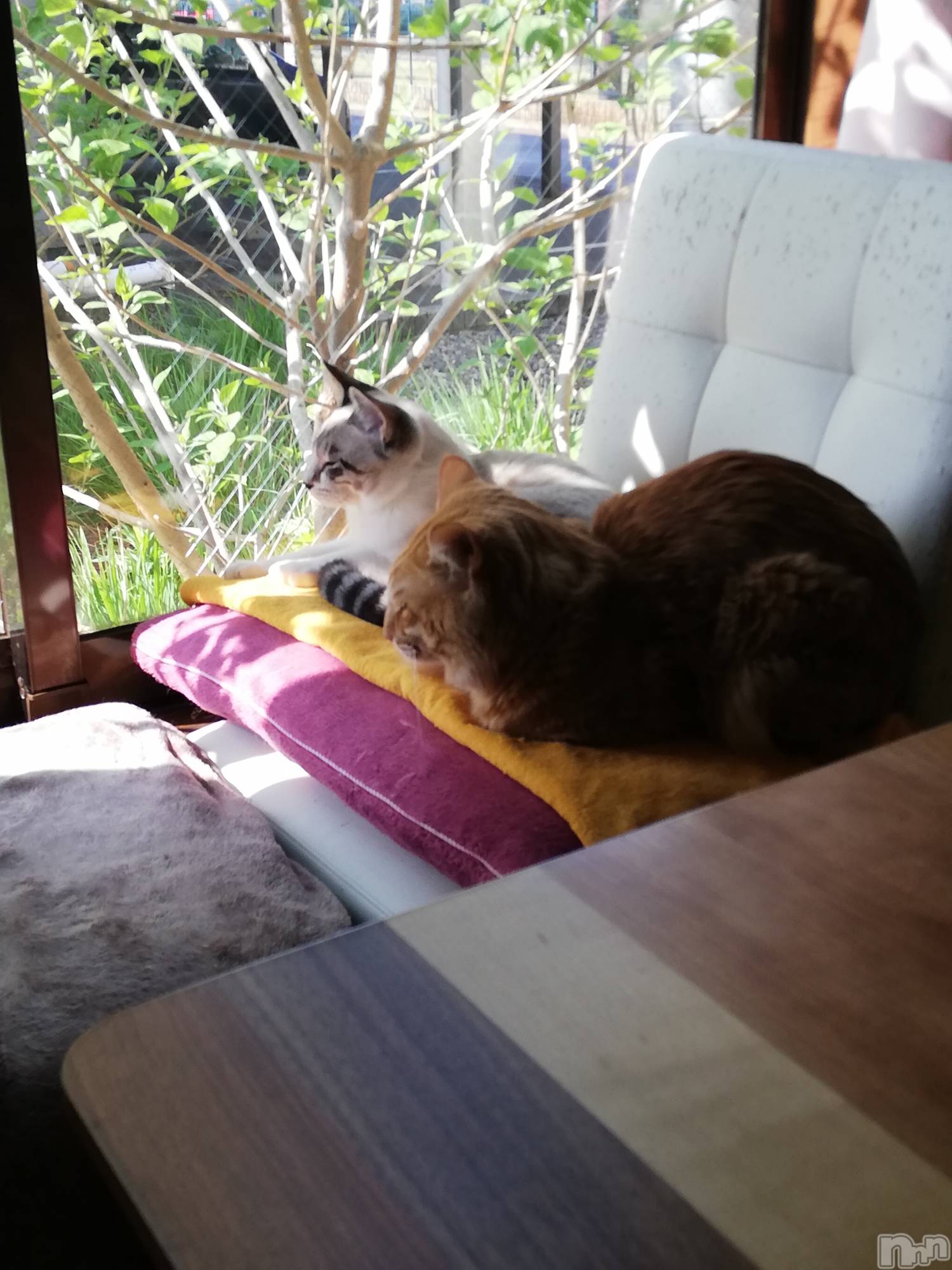 上越デリヘル上越最安値！奥様Deli急便(ジョウエツサイヤスネ！オクサマデリキュウビン)熟女エロパワー全開　あきほ(54)の2022年5月6日写メブログ「熟女と遊びませんか？損はさせないよ🎵」