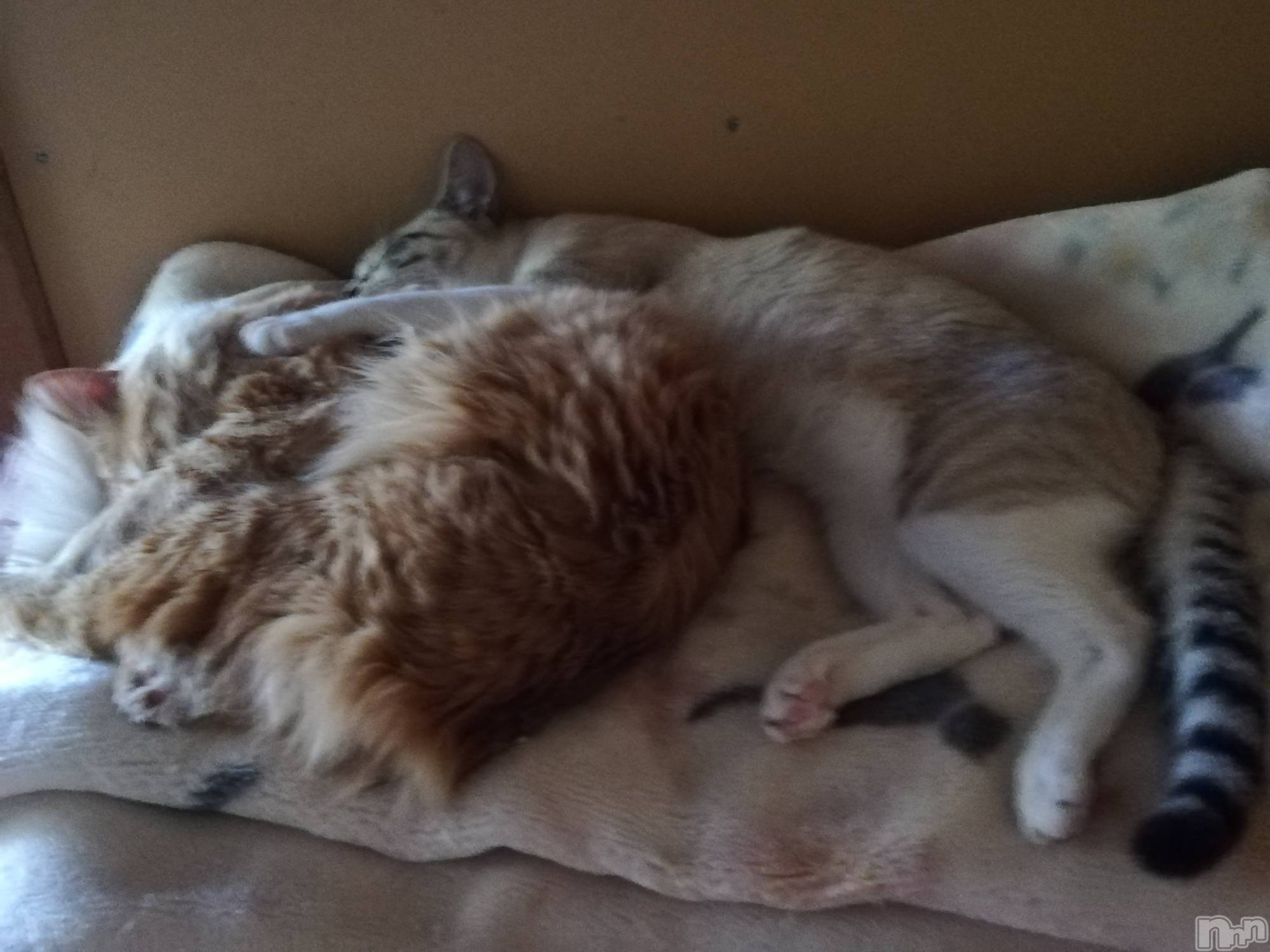 上越デリヘル上越最安値！奥様Deli急便(ジョウエツサイヤスネ！オクサマデリキュウビン)熟女エロパワー全開　あきほ(54)の2022年5月10日写メブログ「まだまだ待ってます♡」