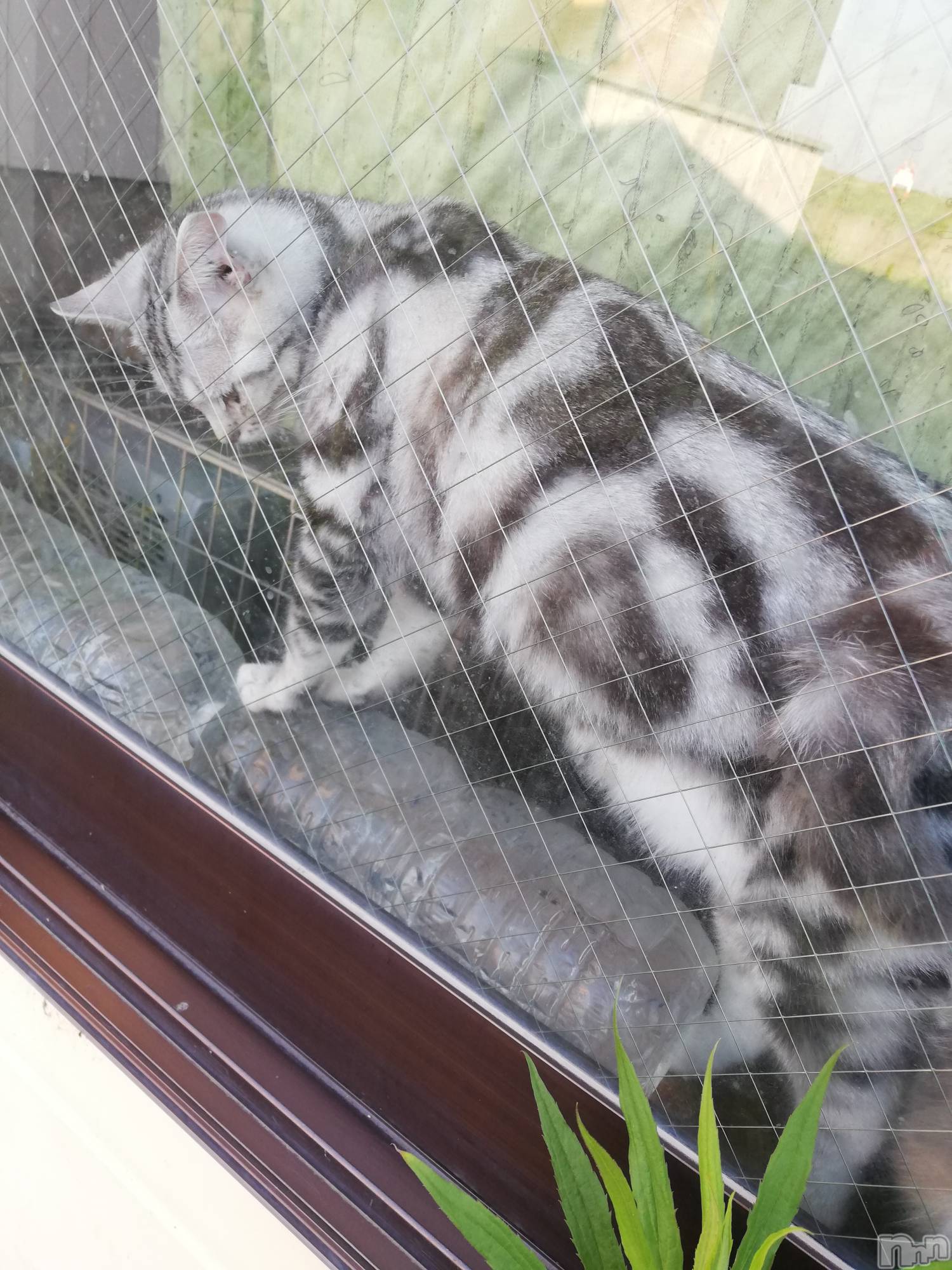 上越デリヘル上越最安値！奥様Deli急便(ジョウエツサイヤスネ！オクサマデリキュウビン)熟女エロパワー全開　あきほ(54)の2022年5月27日写メブログ「今日で……」