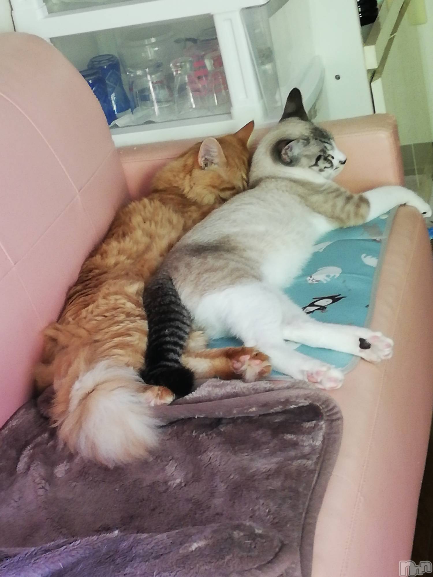 上越デリヘル上越最安値！奥様Deli急便(ジョウエツサイヤスネ！オクサマデリキュウビン)熟女エロパワー全開　あきほ(54)の2022年6月22日写メブログ「毎日暑い中お疲れ様😌💓」