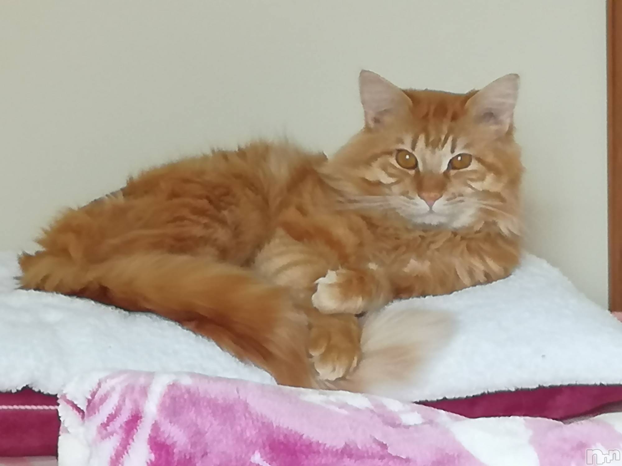 上越デリヘル上越最安値！奥様Deli急便(ジョウエツサイヤスネ！オクサマデリキュウビン)熟女エロパワー全開　あきほ(54)の2022年7月27日写メブログ「こんにちは☺️今日も会いに来てね❤️」