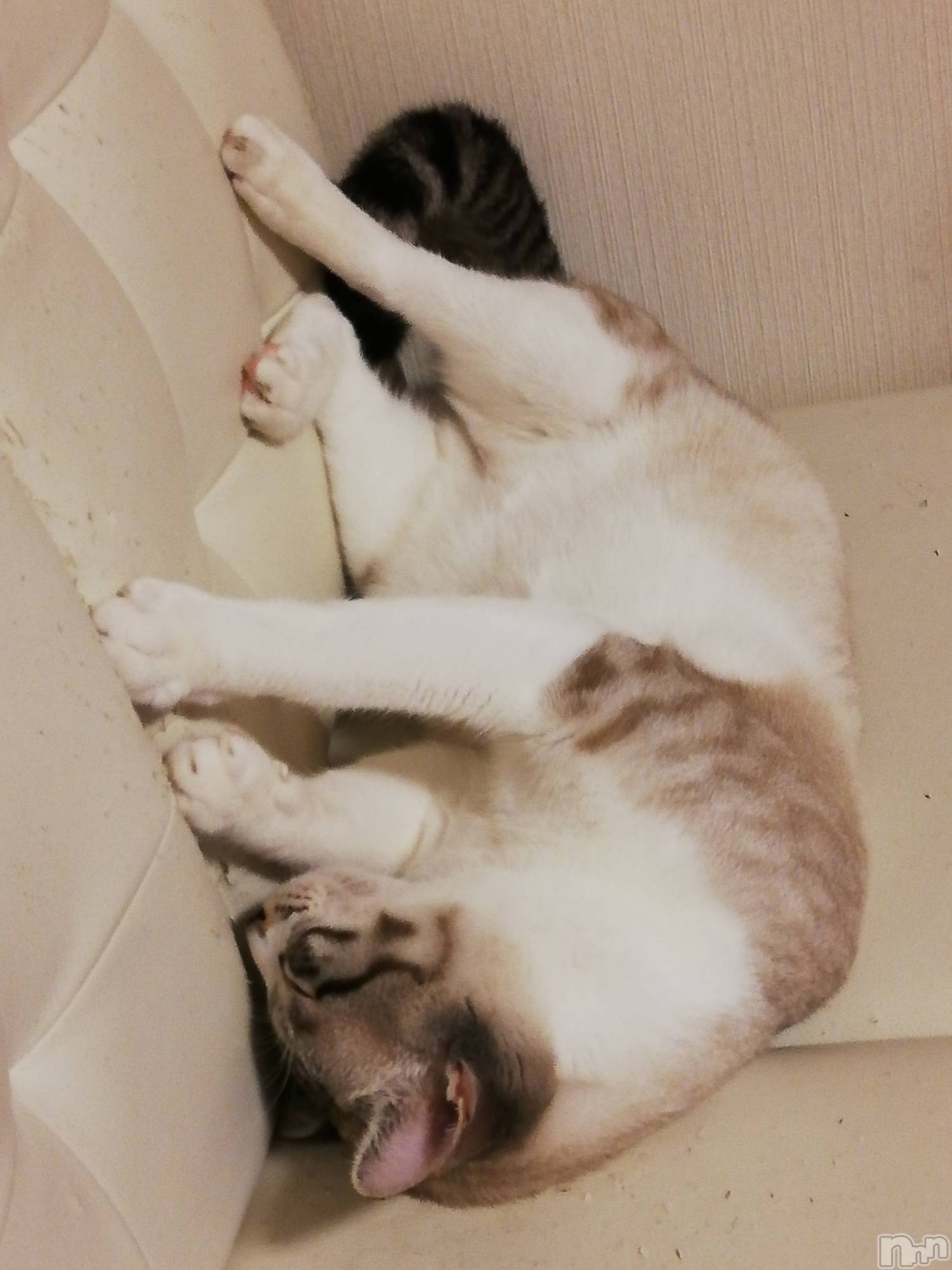 上越デリヘル上越最安値！奥様Deli急便(ジョウエツサイヤスネ！オクサマデリキュウビン)熟女エロパワー全開　あきほ(54)の2022年8月11日写メブログ「おはようございます。宜しくね♡」