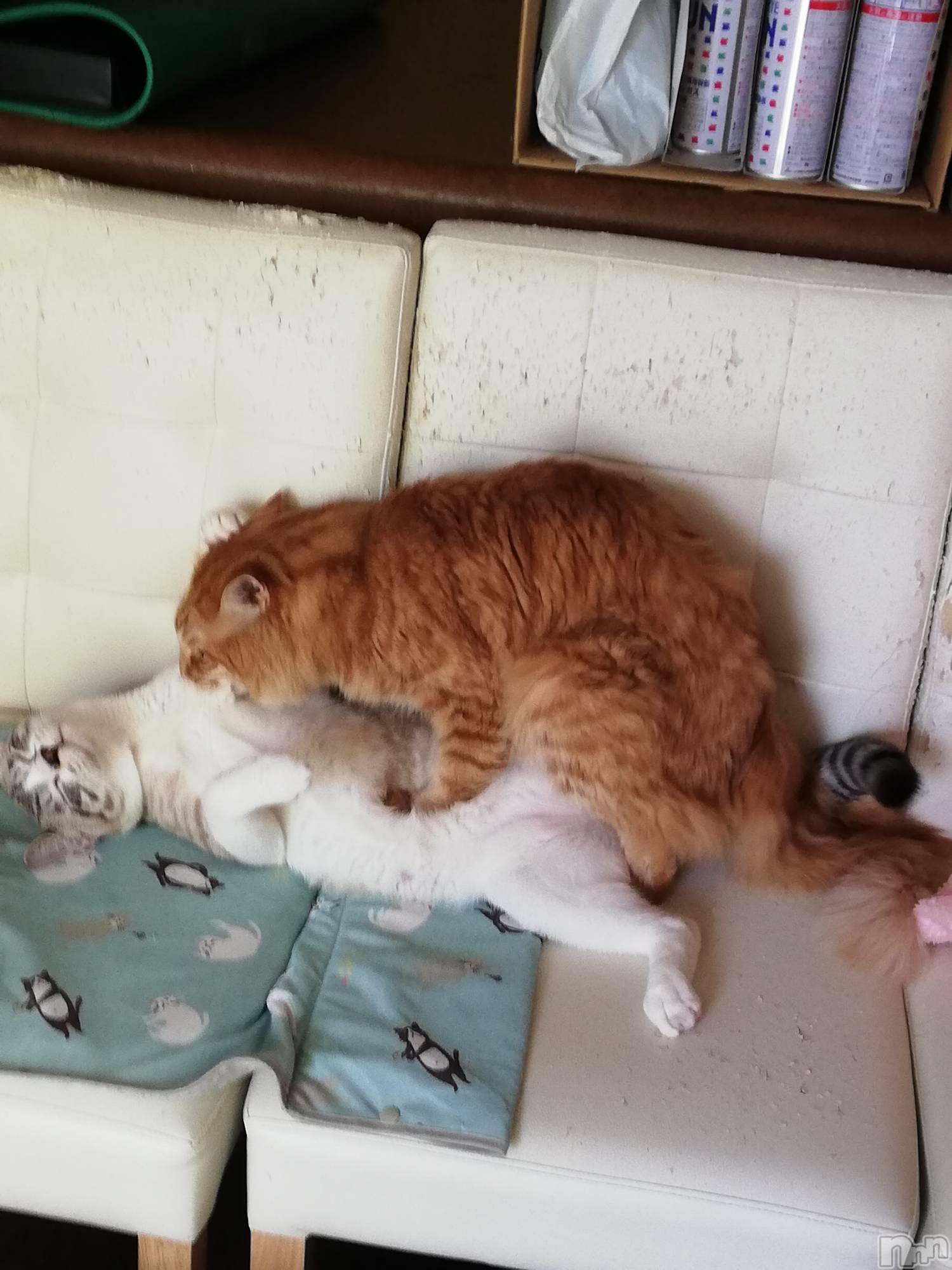 上越デリヘル上越最安値！奥様Deli急便(ジョウエツサイヤスネ！オクサマデリキュウビン)熟女エロパワー全開　あきほ(54)の2022年8月11日写メブログ「オス同士笑」