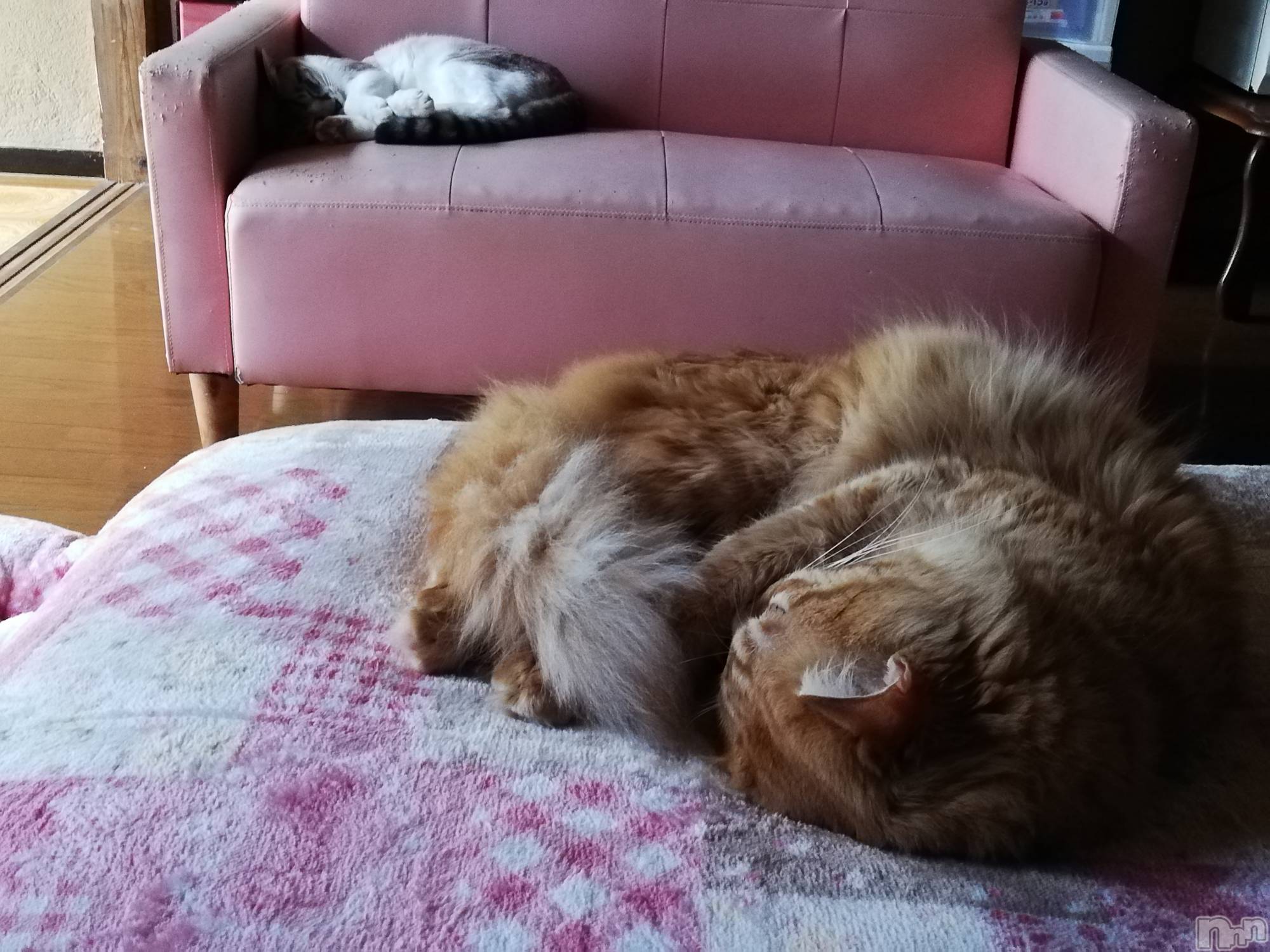 上越デリヘル上越最安値！奥様Deli急便(ジョウエツサイヤスネ！オクサマデリキュウビン)熟女エロパワー全開　あきほ(54)の2022年10月10日写メブログ「12時からのご予約ありがとうございます❤️」