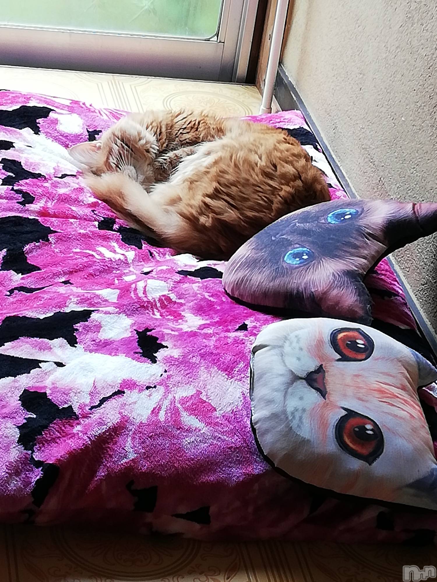 上越デリヘル上越最安値！奥様Deli急便(ジョウエツサイヤスネ！オクサマデリキュウビン)熟女エロパワー全開　あきほ(54)の2022年10月17日写メブログ「人肌恋しい季節」