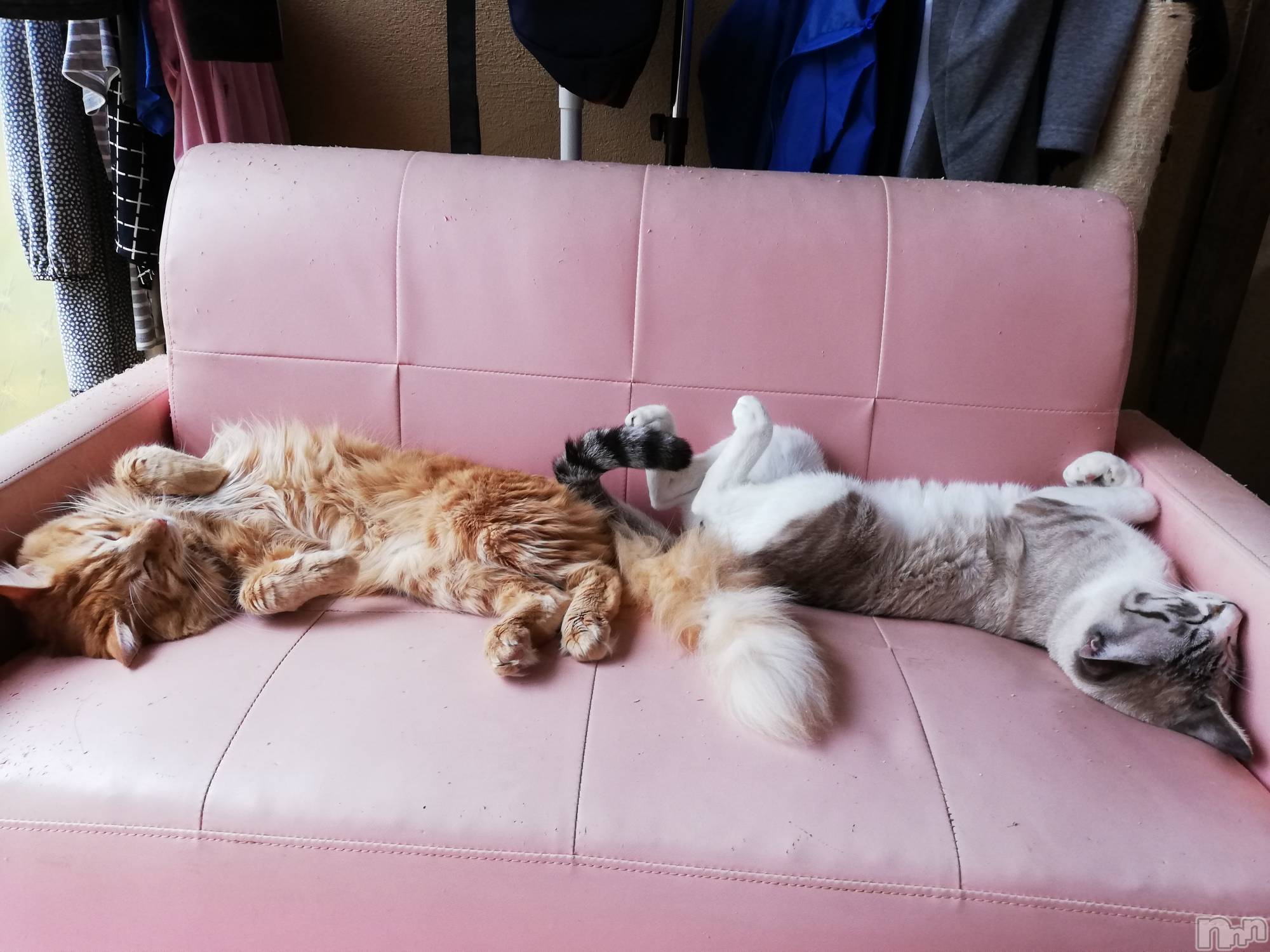 上越デリヘル上越最安値！奥様Deli急便(ジョウエツサイヤスネ！オクサマデリキュウビン)熟女エロパワー全開　あきほ(54)の2022年10月21日写メブログ「今日も……」