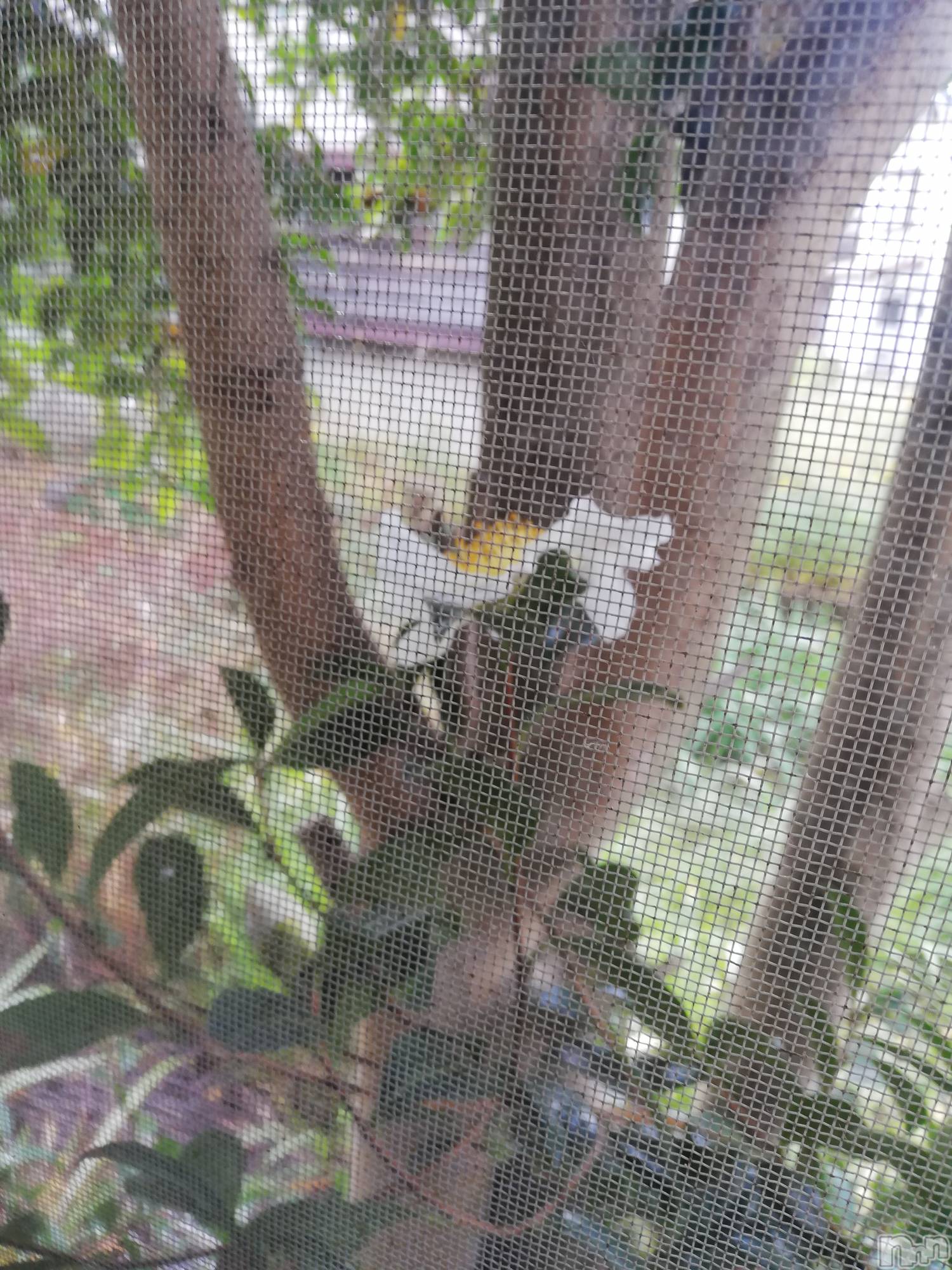 上越デリヘル上越最安値！奥様Deli急便(ジョウエツサイヤスネ！オクサマデリキュウビン)熟女エロパワー全開　あきほ(54)の2022年11月5日写メブログ「庭に……」