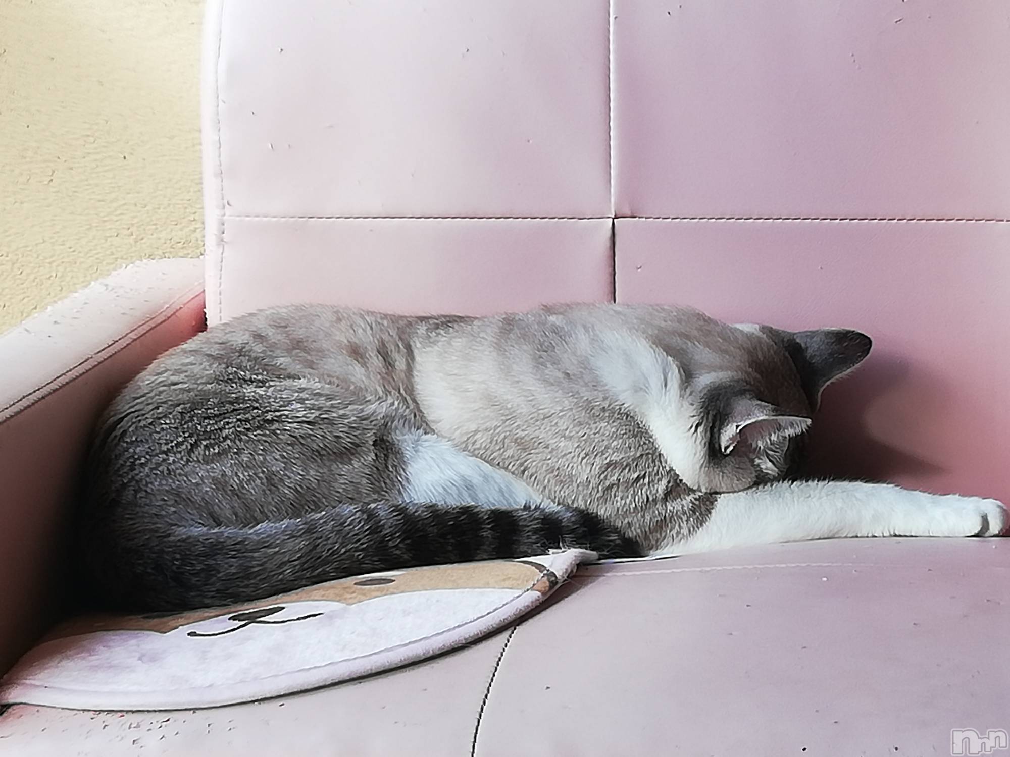 上越デリヘル上越最安値！奥様Deli急便(ジョウエツサイヤスネ！オクサマデリキュウビン)熟女エロパワー全開　あきほ(54)の2022年11月14日写メブログ「あきほとイチャイチャDAY❤️」